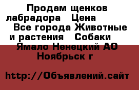 Продам щенков лабрадора › Цена ­ 20 000 - Все города Животные и растения » Собаки   . Ямало-Ненецкий АО,Ноябрьск г.